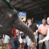 Feeding Elephants